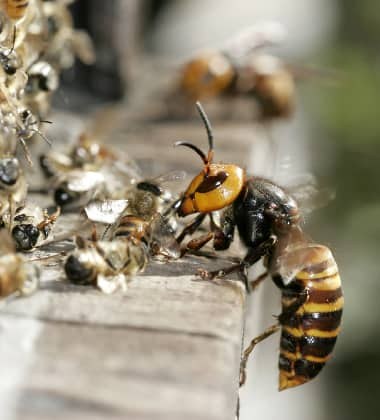 Hornet Removal