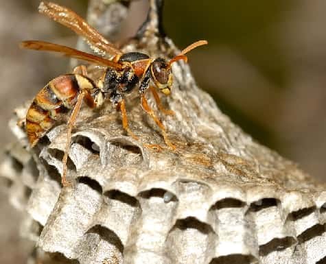 Paper Wasp Removal
