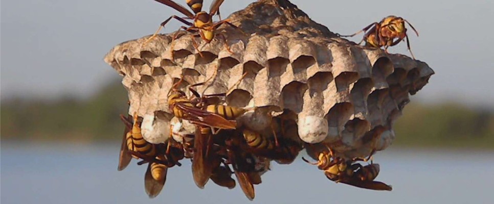 Wasp nest with wasps on the comb
