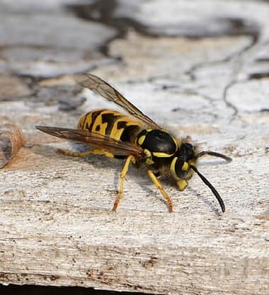 European Wasp Removal