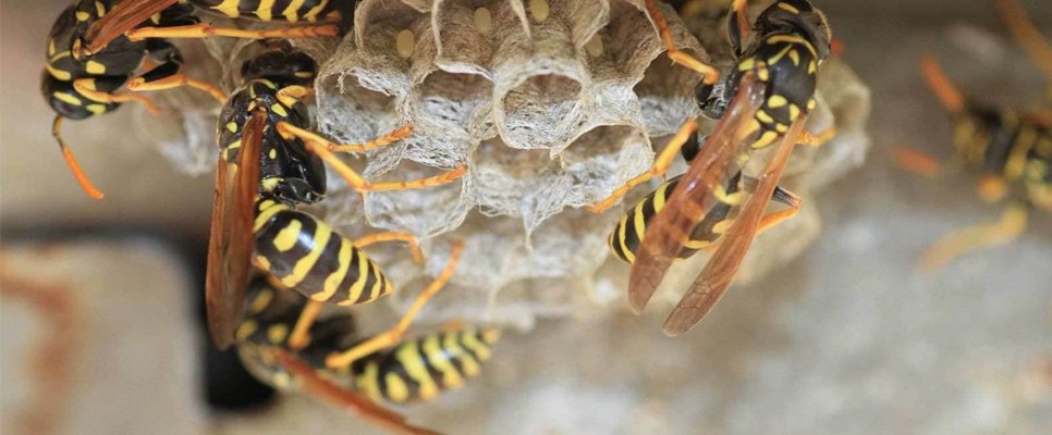 Wasp Nest Treatment